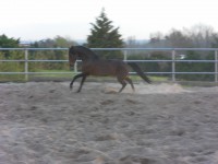 /album/cavalos/sam-0580-jpg/
