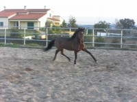 /album/cavalos/sam-0587-jpg/