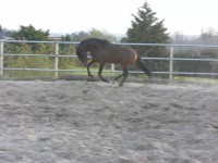 /album/cavalos/sam-0592-jpg/
