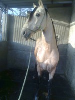 /album/xerife/fotografia0144-jpg/
