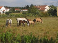 /album/eguas/cimg2126-jpg/