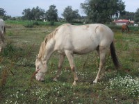 /album/poldros/cimg2112-jpg/